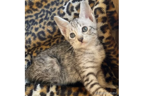 販売中の愛知県のサバンナキャット-115548の2枚目